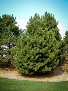 Сосна Чёрная (Pinus Nigra) купить по цене от 270.00р. в интернет-магазине «Посадика» с доставкой почтой в в Холме и по всей России – [изображение №1].