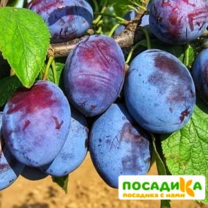 Слива Чачакская ранняя купить по цене от 229.00р. в интернет-магазине «Посадика» с доставкой почтой в в Холме и по всей России – [изображение №1].