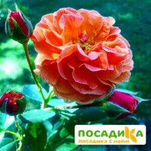 Роза Арабия купить по цене от 350.00р. в интернет-магазине «Посадика» с доставкой почтой в в Холме и по всей России – [изображение №1].