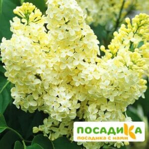 Сирень Примроуз (Primrose) купить по цене от 529.00р. в интернет-магазине «Посадика» с доставкой почтой в в Холме и по всей России – [изображение №1].