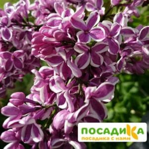 Сирень Сенсация купить по цене от 529.00р. в интернет-магазине «Посадика» с доставкой почтой в в Холме и по всей России – [изображение №1].