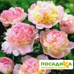 Пион Распберри Сандей (Paeonia Raspberry Sundae) купить по цене от 959р. в интернет-магазине «Посадика» с доставкой почтой в в Холме и по всей России – [изображение №1].