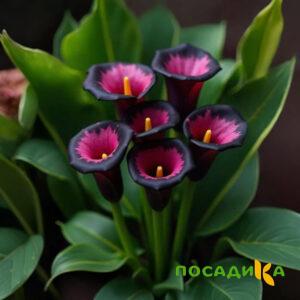 Калла Аура Лейс купить по цене от 400р. в интернет-магазине «Посадика» с доставкой почтой в в Холме и по всей России – [изображение №1].