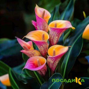 Калла Оникс купить по цене от 450р. в интернет-магазине «Посадика» с доставкой почтой в в Холме и по всей России – [изображение №1].