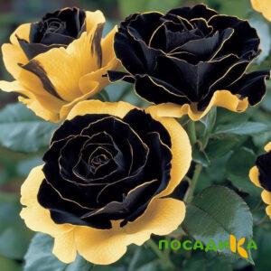 Роза Ханни Сикл купить по цене от 700р. в интернет-магазине «Посадика» с доставкой почтой в в Холме и по всей России – [изображение №1].