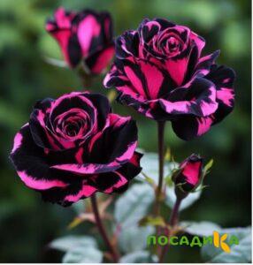 Роза Багровый Шепот купить по цене от 366р. в интернет-магазине «Посадика» с доставкой почтой в в Холме и по всей России – [изображение №1].