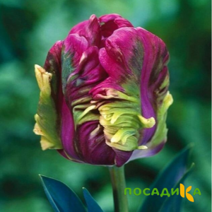 Тюльпан Экзотик Хэвен купить по цене от 186р. в интернет-магазине «Посадика» с доставкой почтой в в Холме и по всей России – [изображение №1].