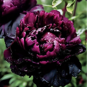 Пион Темный Сад купить по цене от 421р. в интернет-магазине «Посадика» с доставкой почтой в в Холме и по всей России – [изображение №1].
