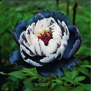 Пион Древовидный Инь-Янь купить по цене от 419р. в интернет-магазине «Посадика» с доставкой почтой в в Холме и по всей России – [изображение №1].