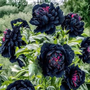 Пион древовидный Сердце Афродиты купить по цене от 600р. в интернет-магазине «Посадика» с доставкой почтой в в Холме и по всей России – [изображение №1].