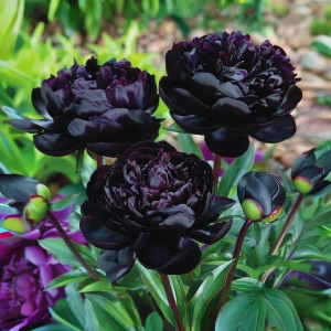 Пион Королевский Бархат купить по цене от 419р. в интернет-магазине «Посадика» с доставкой почтой в в Холме и по всей России – [изображение №1].