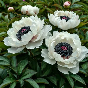 Пион Инк Эн купить по цене от 429р. в интернет-магазине «Посадика» с доставкой почтой в в Холме и по всей России – [изображение №1].