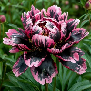 Пион Дроп Руби купить по цене от 469р. в интернет-магазине «Посадика» с доставкой почтой в в Холме и по всей России – [изображение №1].