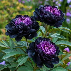 Пион Свэнс Даун купить по цене от 610р. в интернет-магазине «Посадика» с доставкой почтой в в Холме и по всей России – [изображение №1].