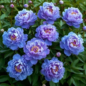 Пион Голубой лотос купить по цене от 590р. в интернет-магазине «Посадика» с доставкой почтой в в Холме и по всей России – [изображение №1].