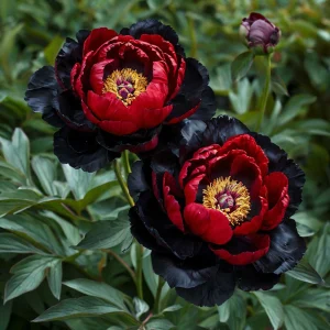 Пион Эбеновый Рубин купить по цене от 419р. в интернет-магазине «Посадика» с доставкой почтой в в Холме и по всей России – [изображение №1].