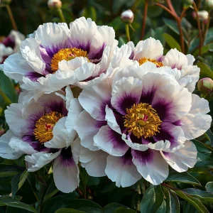 Пион Эко Саммер купить по цене от 548р. в интернет-магазине «Посадика» с доставкой почтой в в Холме и по всей России – [изображение №1].