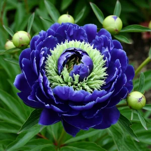 Пион Дримвивер купить по цене от 417р. в интернет-магазине «Посадика» с доставкой почтой в в Холме и по всей России – [изображение №1].