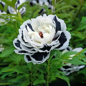 Пион Монохромный Шик купить по цене от 429р. в интернет-магазине «Посадика» с доставкой почтой в в Холме и по всей России – [изображение №1].